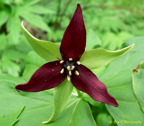 {Trillium erectum}